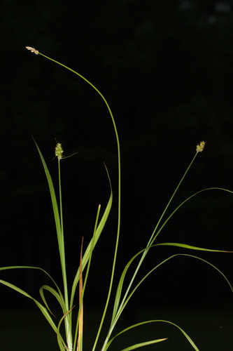 Carex gravida #5
